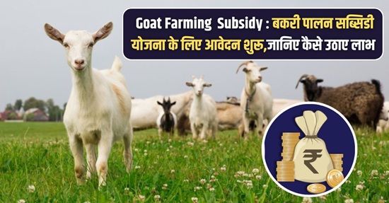 Goat Farming Apply Subsidy